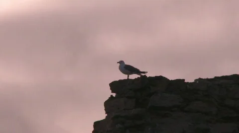Gull on rock at sunset Stock Footage 595816