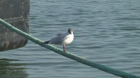 Gull on the rope Stock Footage 114006