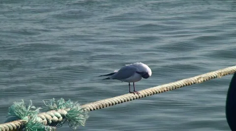 Gull on the rope in harbor Stock Footage 731136