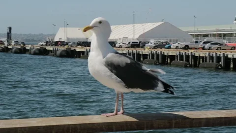 Gull in San Diego Beach 스톡 동영상 100166295