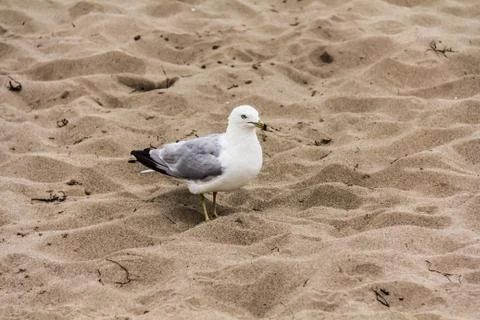 A gull on the sand Stock Photos