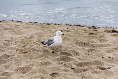 A gull on the sand Stock Photos
