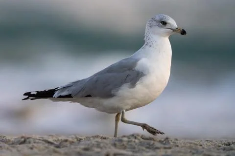 Gull on the Sand Stock Photos