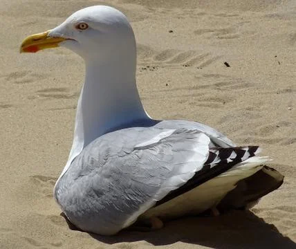 Gull On The Sandy Beach Stock Photos