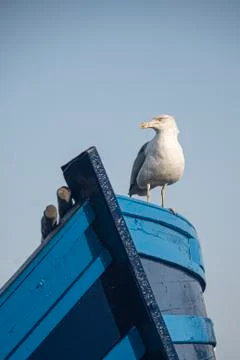 Gull sat on the prow of small blue fishing boat Stock Photos