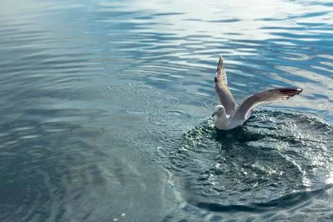 A gull at sea Stock Photos