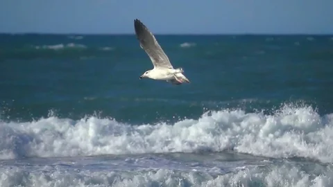 Gull seagull flying ocean wave blue sky. Stock Footage 71034640