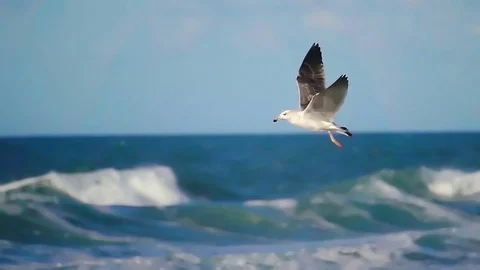 Gull seagull ocean waves Stock Footage 70557934