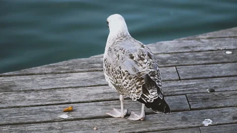 Gull. Seagull sitting on the pier Video stock 100080076