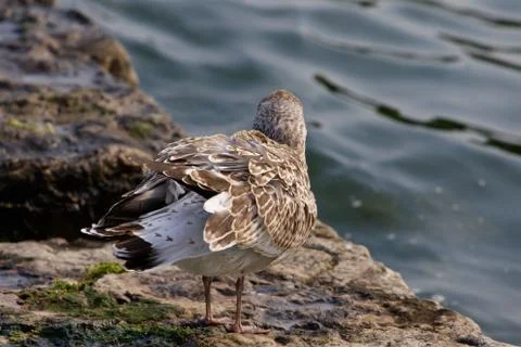 The gull is shaking her feathers Stock Photos