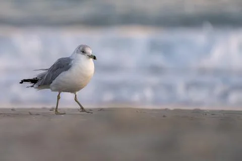 Gull on the Shore Stock Photos