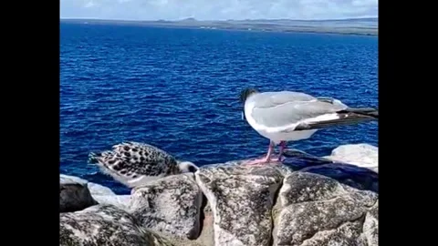 Gull shows her chick smooth liftoff without flapping her wings Stockbeeldmateriaal 272565485