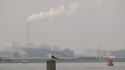 Gull, sits on a pole, flies away - Rack focus to power plant - graded Stockbeeldmateriaal 58663929