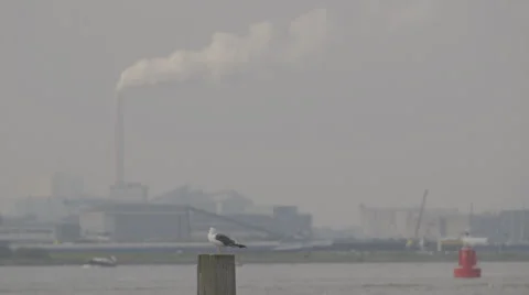 Gull, sits on a pole, flies away - Rack focus to power plant - ungraded: c-log Stockbeeldmateriaal 58664666