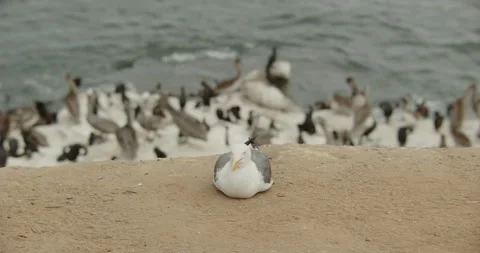 Gull sitting alone on dirt many pelicans bg 動画素材 316423340
