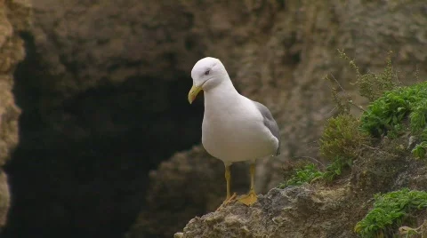 Gull sitting on rock Stock Footage 415242