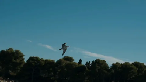 Gull In The Sky. Video stock 112414296