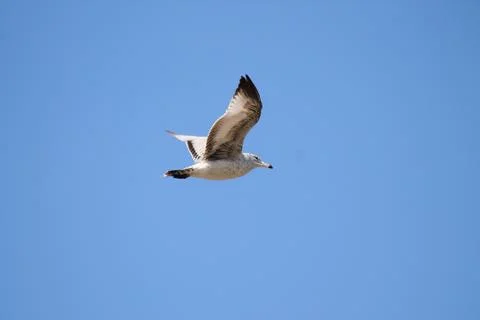 Gull in the sky. Stock Photos