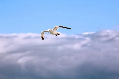 The gull in the sky Stock Photos