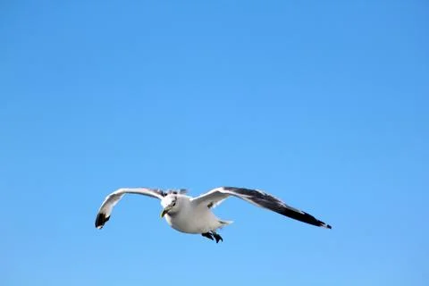 The gull in the sky Stock Photos