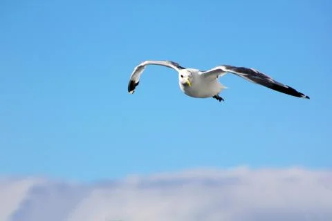 The gull in the sky Stock Photos