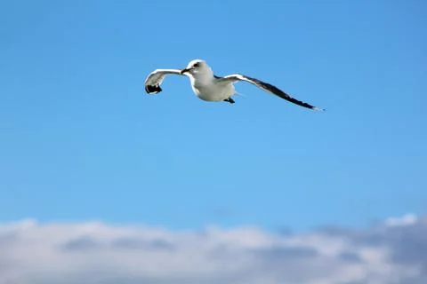 The gull in the sky Stock Photos