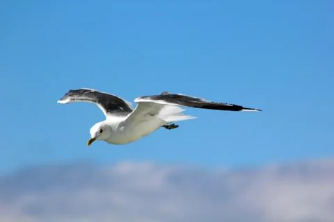 The gull in the sky Stock Photos