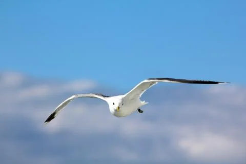 The gull in the sky Stock Photos