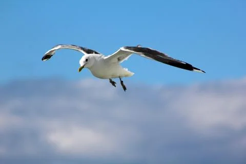 The gull in the sky Stock Photos