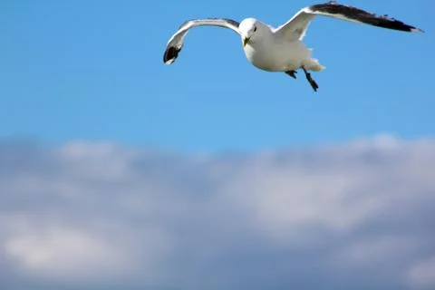 The gull in the sky Stock Photos
