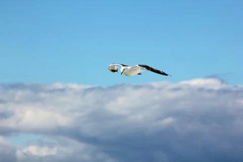 The gull in the sky Stock Photos