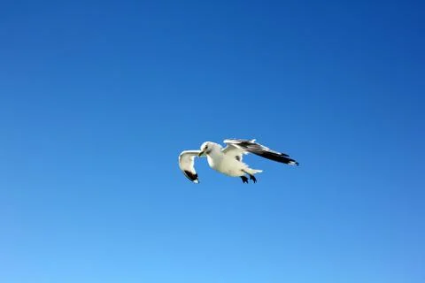 The gull in the sky Stock Photos