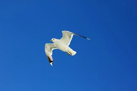 The gull in the sky Stock Photos