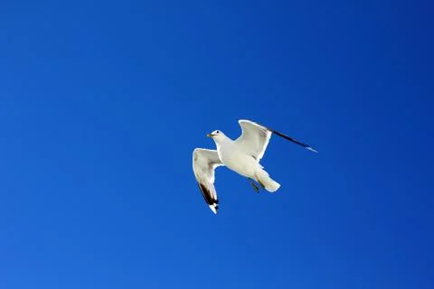 The gull in the sky Stock Photos