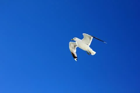 The gull in the sky Stock Photos
