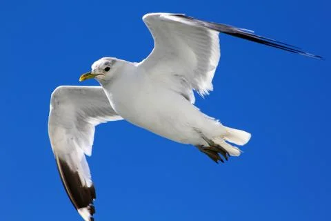 The gull in the sky Stock Photos
