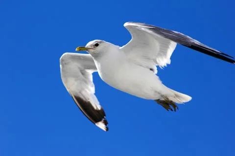 The gull in the sky Stock Photos