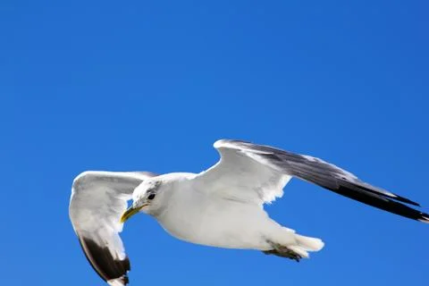 The gull in the sky Stock Photos