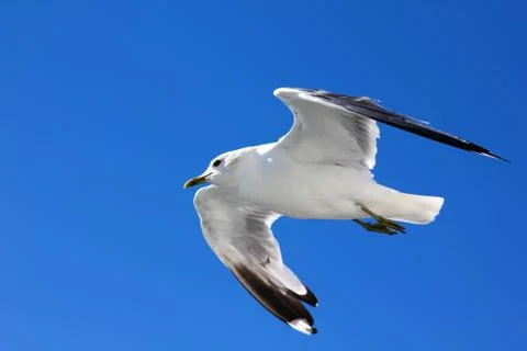 The gull in the sky Stock Photos