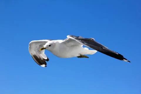 The gull in the sky Stock Photos