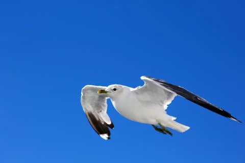 The gull in the sky Stock Photos