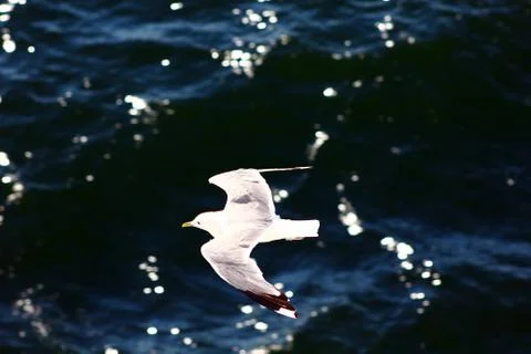 The gull in the sky Stock Photos