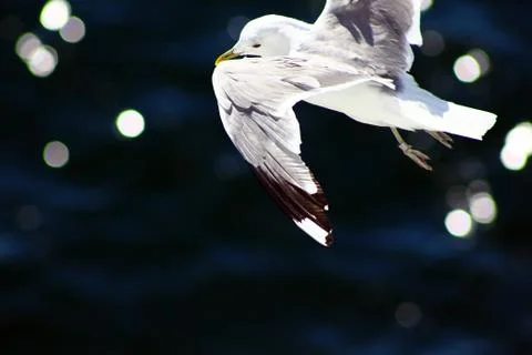 The gull in the sky Stock Photos