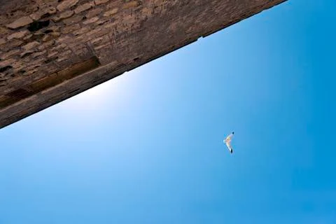 Gull in the sky. Foto stock