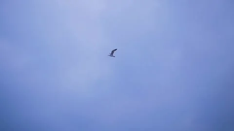 Gull in the sky. Slow Motion Stock Footage 105364837