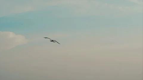 Gull In The Sky. Slow Motion. Video stock 106170396