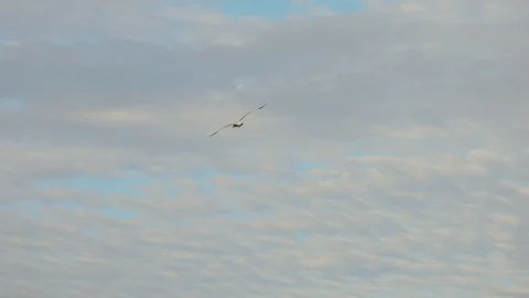 Gull In The Sky. Slow Motion. Video stock 107420959