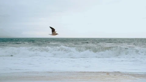 Gull In The Sky. Slow Motion. Video stock 107619164