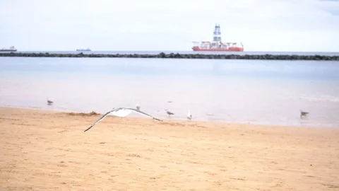 Gull in the sky. Slow Motion Stock Footage 119289089