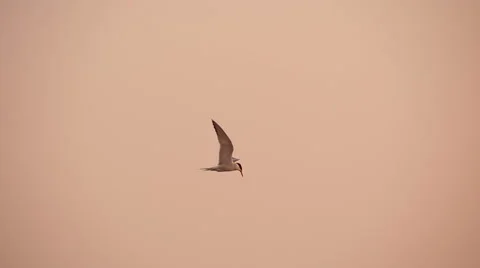 Gull in the sky at sunset , slow motion Stock-Footage 54625612